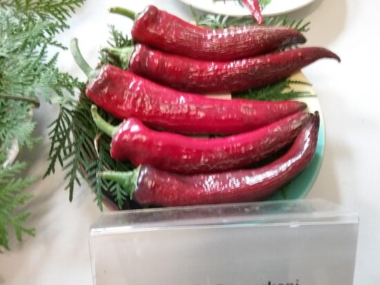 Маркони фиолетовый